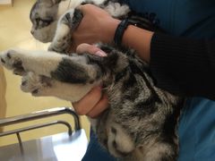 -芭比堂动物医院·犬猫全科·异宠专科(雁塔分院)