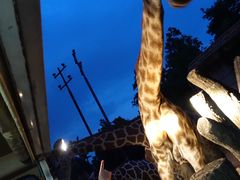 -清迈夜间动物园