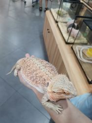 -Moni星球萌宠·小马宝莉·灵蛇·高端高阶全萌宠互动体验俱乐部(红豆国际广场店)