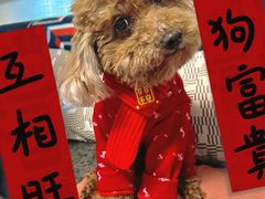 -中国农业大学动物医院