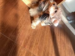 -瑞派康怡24h宠物医院·犬猫医疗中心·微创绝育(瑞景分院)