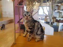 -萌喵咖啡屋(人民东路4号口M16商铺店)