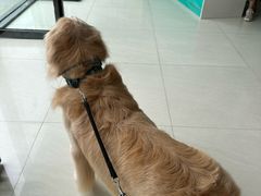 -乐琪宠物医院·犬猫专科·骨外科·急重症
