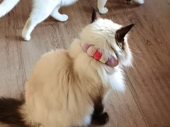 -有猫主题·治愈系猫咖(曾厝垵店)