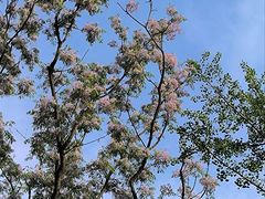 -洋湖国家湿地公园