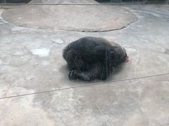 -石家庄市动物园