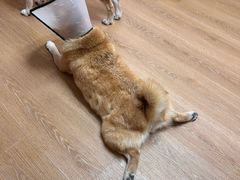 -是阿柴呀！柴犬咖啡·爱喵喵猫咖