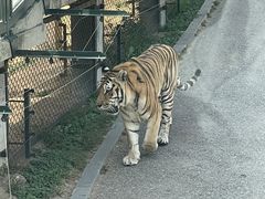 -大连森林动物园