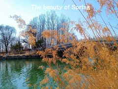 -大兴滨河森林公园