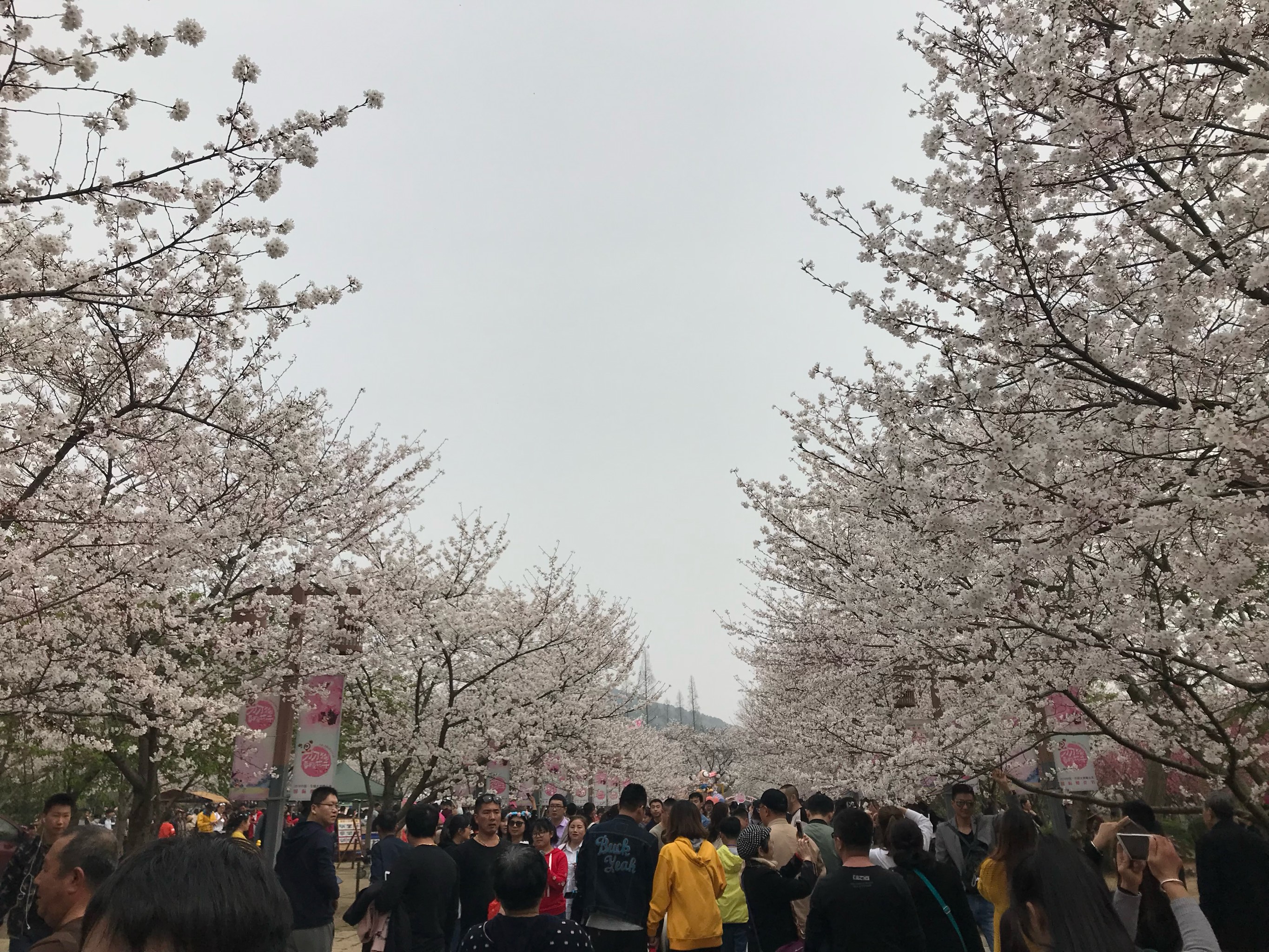 辽宁省朝阳市樱花节图片