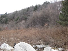 -王顺山国家森林公园