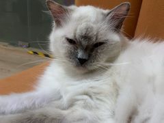 -Bastet sally猫舍购宠(静安店)
