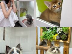 -青奢宠物·青奢猫舍