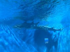 -北戴河圣蓝海洋公园