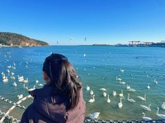 -烟墩角天鹅湖