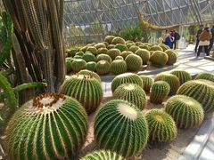 -深圳仙湖植物园