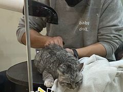 -momokira米努特·德文卷毛猫·棉花面纱犬