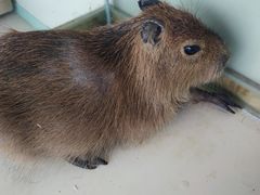 -怪兽屋·羊驼·猫咖·狗咖(俊华广场店)