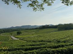 -宜兴龙背山森林公园