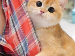 -momokira米努特·德文卷毛猫·棉花面纱犬