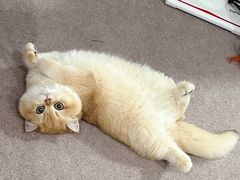 -东方名猫馆·英短金渐层布偶猫舍(环线广场1号楼店)