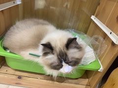 -藏猫猫咖啡主题馆(中央大道店)