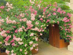 -谷咖啡·鲜花绿植花园餐厅