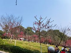 -南山植物园