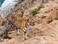 -西霞口神雕山野生动物世界