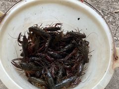 -同銮特种养殖场·龙虾垂钓