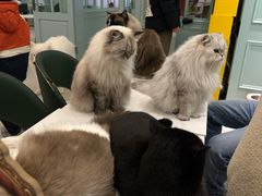 -安格丽娜·狗咖·猫咖羊驼咖(春熙路百盛商场店)