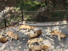 -大连森林动物园