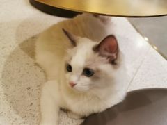 -飞行喵MR PILOT|猫舍·猫咖(静安大融城店)