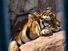 -鄂尔多斯野生动物园