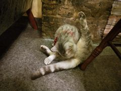 -猫色咖啡·猫咖