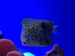 -上海海洋水族馆