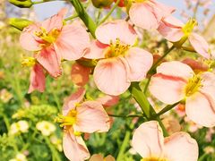 -中国天府农业博览园