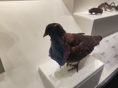 -四川大学博物馆