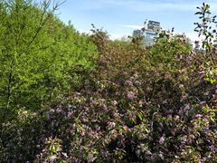 -新疆红山干果市场