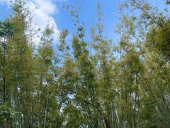 -黄埔油麻山森林公园