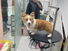 -唐小姐の猫狗洗护·购宠旗舰店(周浦万达店)