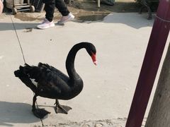 -五龙山野生动物王国
