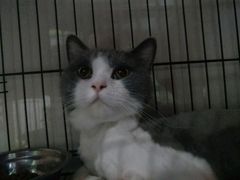-瑞鹏宠物医院·骨科·猫科·内科(第一中心)