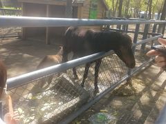 -长白岛森林公园