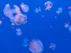 -福州罗源湾海洋世界旅游区