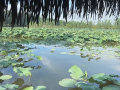-池杉湖湿地公园