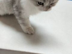 -四月宠物医院·猫专科·心脏专科·内科(转塘店)