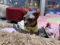 -藏猫猫咖啡主题馆(中央大道店)