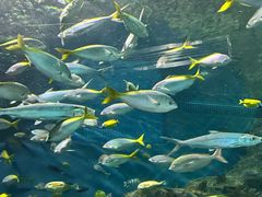 -上海海洋水族馆