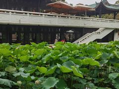 -桂湖森林公园